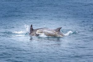 baby dolphin her mother pacific ocean 333098 181