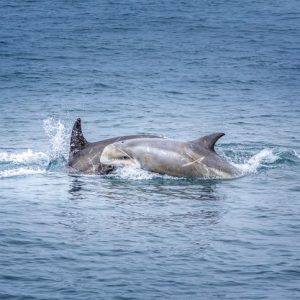 Excursion à Gibraltar et observation des dauphins en bateau au départ de Malaga