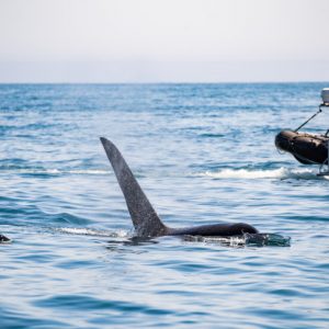cola-ballena-jorobada-delante-velero-cerca-tofino-isla-vancouver-columbia-britanica_159160-159