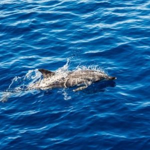 Observation des dauphins dans le détroit de Gibraltar et excursion à Gibraltar depuis Tarifa et Algeciras