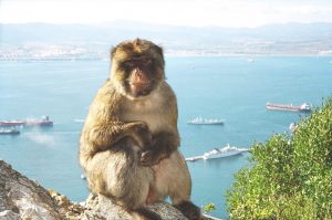 gibraltar apes 1529186
