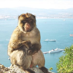 Ausflug nach Gibraltar von Malaga und der Costa del Sol aus