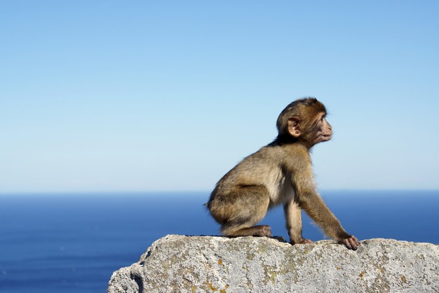 grauer affe sitzt auf einer steinmauer am meer gibraltar 181624 30714