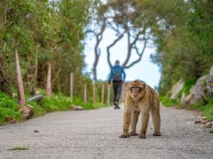 monos-custodian-territory-monkeys-trail-trekking-tropical-forest-macaca-sylvanus_155027-415