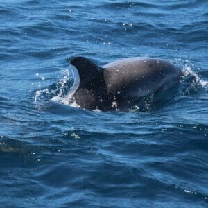 dolphin swimming gibraltar