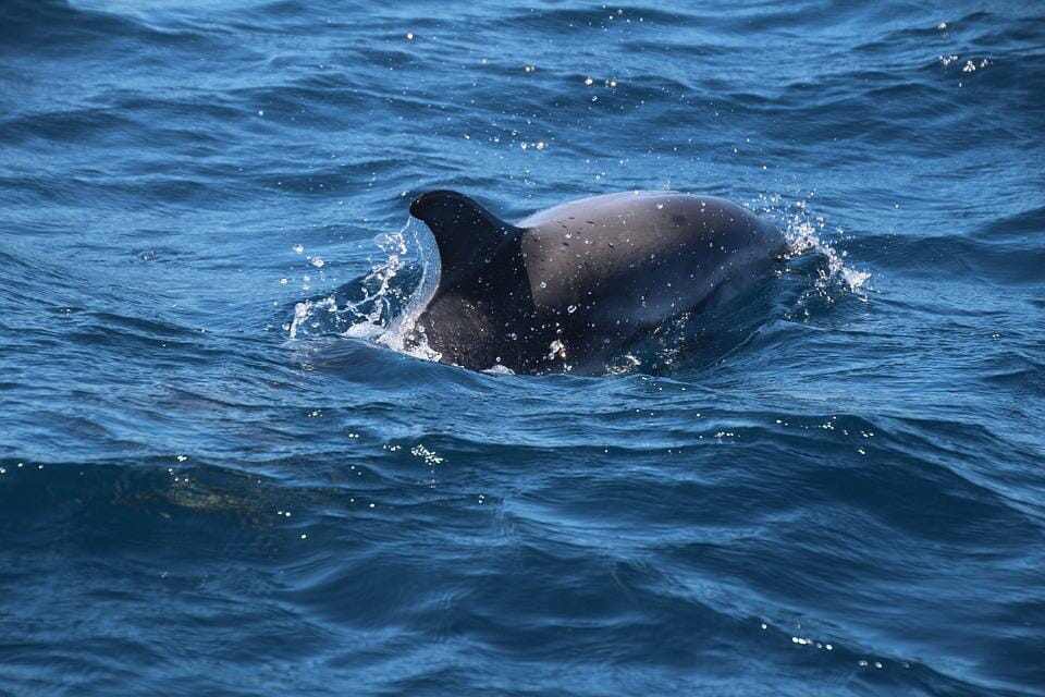 dolphin swimming gibraltar