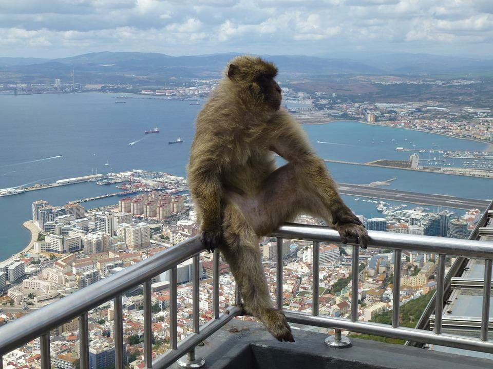 mono peñon gibraltar