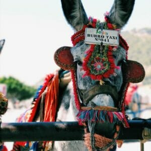 Burro taxi de Mijas