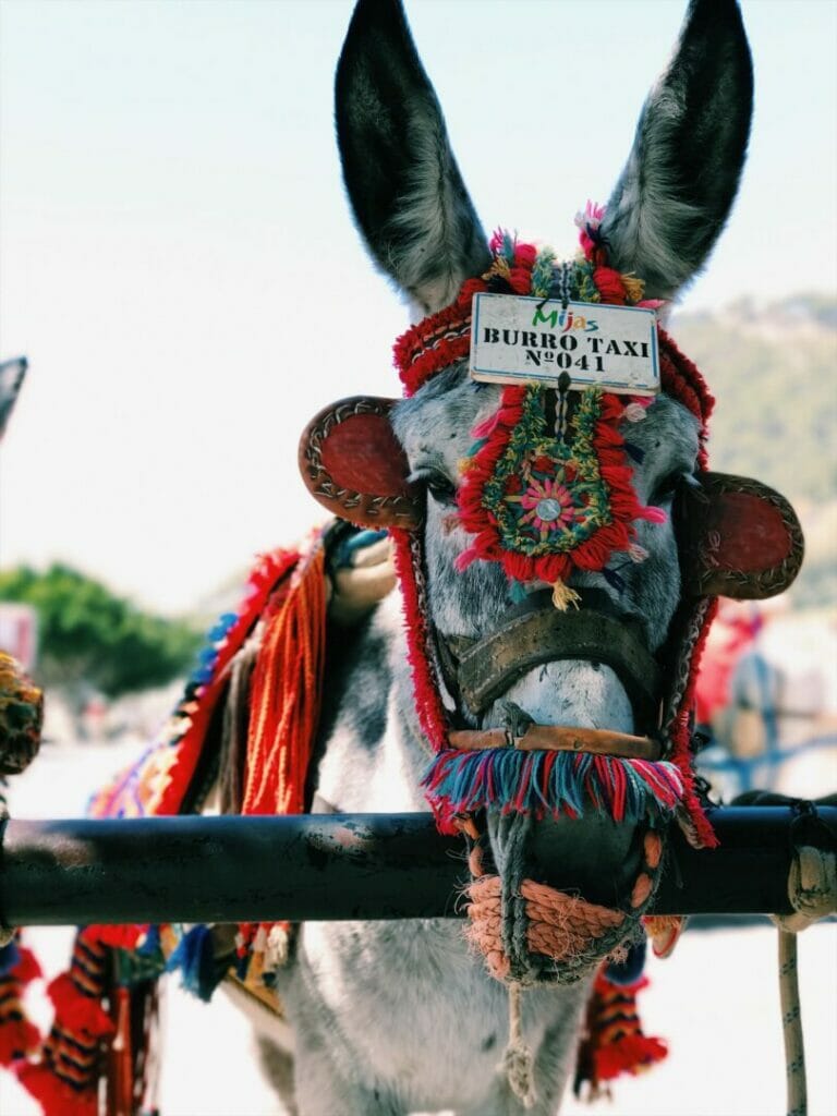 donkeys mijas