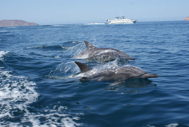 avistamiento de delfines en Gibraltar