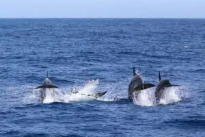 dauphins dans le détroit de gibraltar