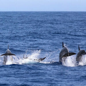 delfines en el estrecho de gibraltar