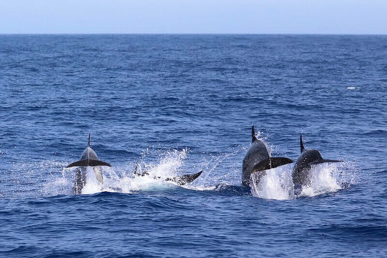 Observation des baleines et des dauphins à Gibraltar 7 dauphins dans le détroit de gibraltar