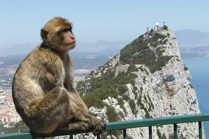 den Felsen von Gibraltar zu Fuß erklimmen