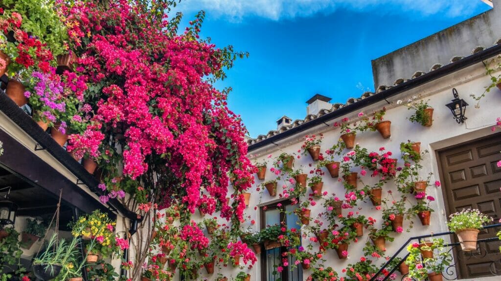 Courtyards of Cordoba