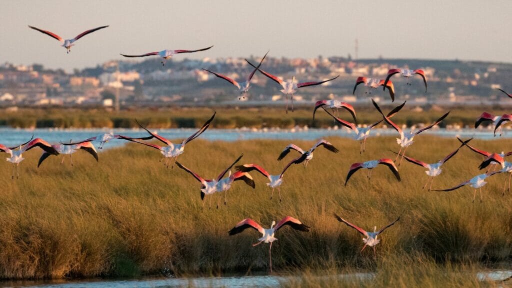 Parque Nacional de Donana