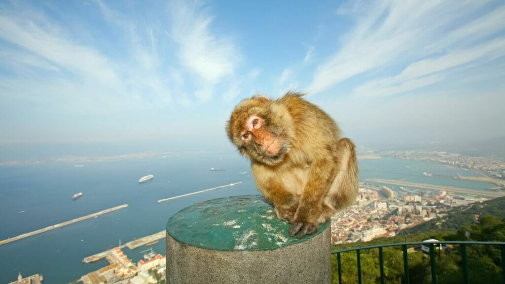 Les singes de Gibraltar 3 singe gibraltar