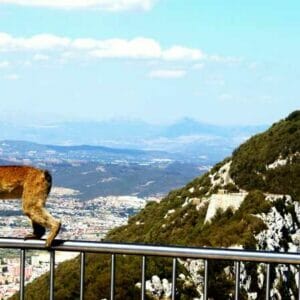 When we refer to the monkeys of Gibraltar, we are referring to the Barbary macaques (Macaca sylvanus), whose origin in Gibraltar goes back several centuries.