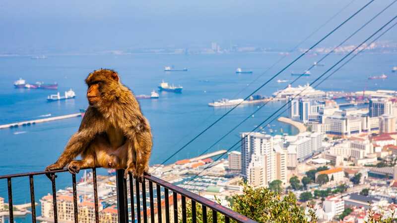Les singes de Gibraltar 1 Origine des singes de Gibraltar