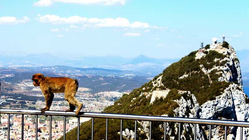 Cuando nos referimos a los monos de Gibraltar, hacemos referencia a los macacos de Berbería (Macaca sylvanus), cuyo origen en Gibraltar se remonta a varios siglos atrás