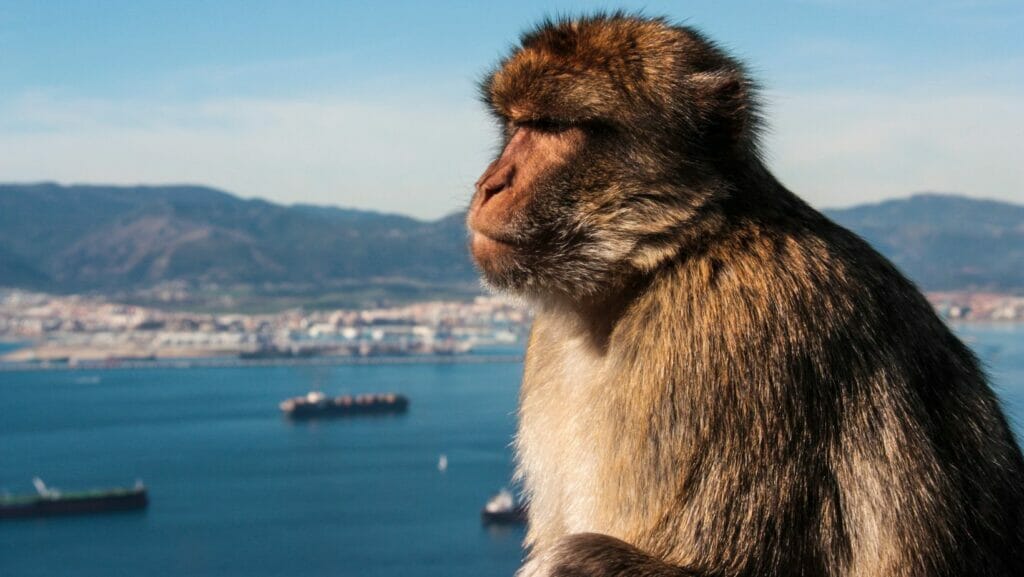 Les singes de Gibraltar 2 singes penon gibraltar