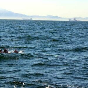 If you are looking for an unforgettable experience in nature, whale watching in Tarifa is an option you can't miss if you are planning a holiday in Cadiz.