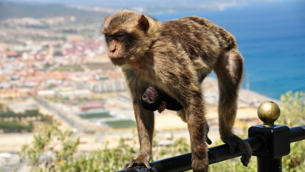 The Barbary Macaques: Guardians of the Rock of Gibraltar