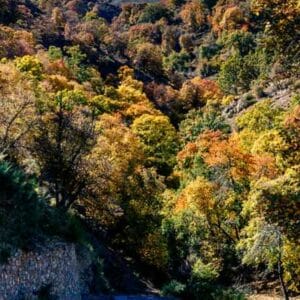 Enchanted Forest of Granada