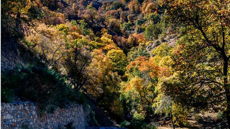 Der verzauberte Wald von Granada