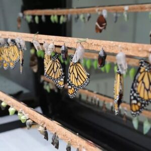 mariposario-de-benalmadena-butterfly-park