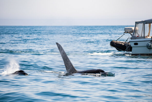 cola-ballena-jorobada-delante-velero-cerca-tofino-isla-vancouver-columbia-britanica_159160-159