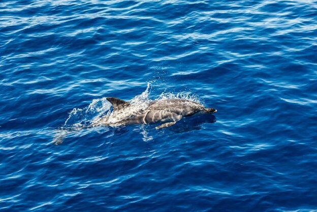 dolphins-striped-dolphins-atlantic-atlantic-near-island-dolphins-sea-dolphins_231208-6703