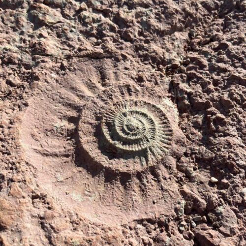 fossile au Torcal d'Antequera