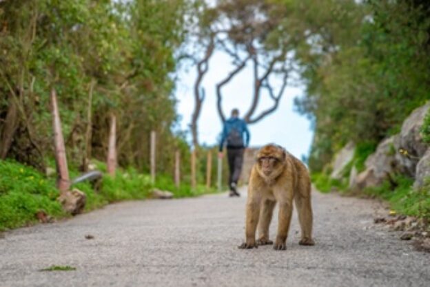 monos-custodian-territorio-ruta-senderismo-bosque-tropical-macaca-sylvanus_155027-415